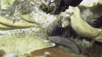 Media type: image;   Invertebrate Zoology 153118 Description: live specimen;